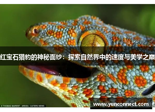 红宝石猎豹的神秘面纱：探索自然界中的速度与美学之巅